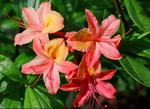 R.Coccinea Speciosa (70/80 cm)